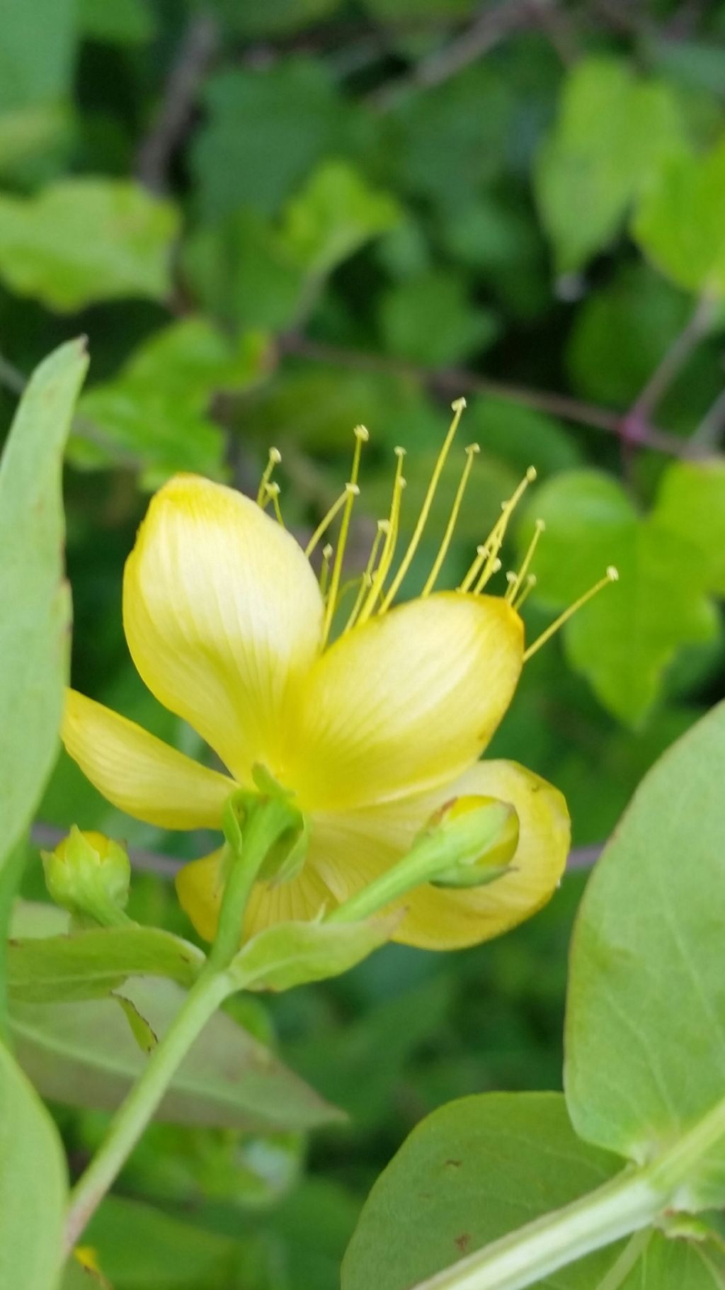 Hypericum androsaemum (Hypericaceae)